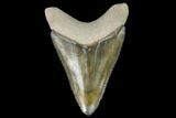 Serrated, Fossil Megalodon Tooth - Florida #110431-1
